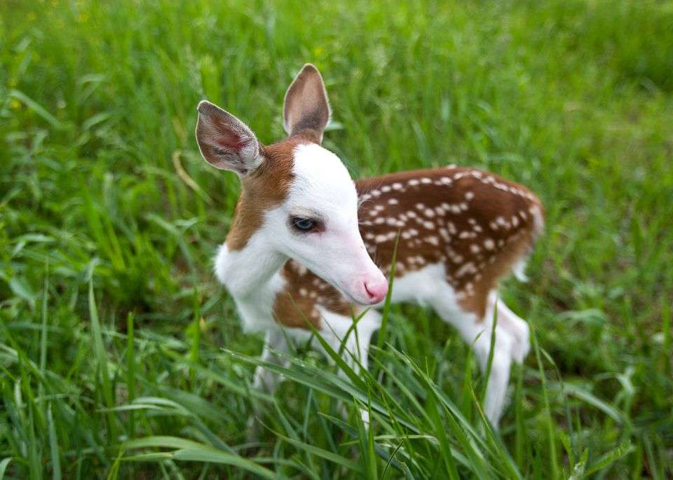 Baby Deer Becomes A Star And Plays