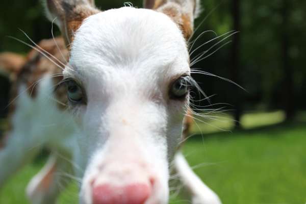 Close Up Baby Deer Becomes A Star