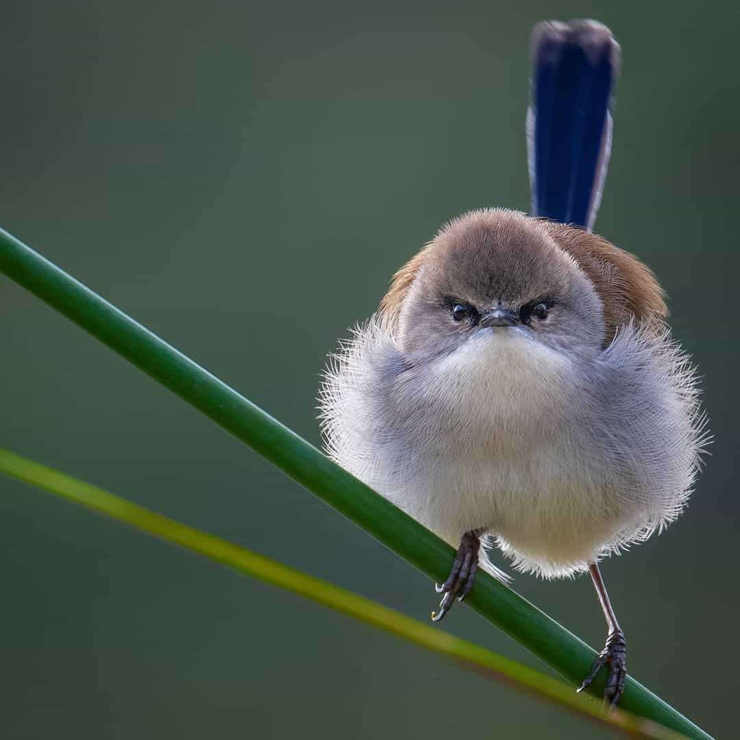 Australian Photographer Captures Beautiful Bird Portraits