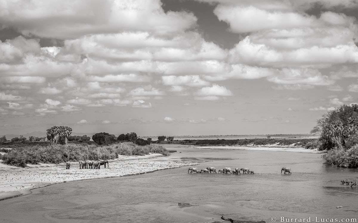 Photos of Elephants in the Wild