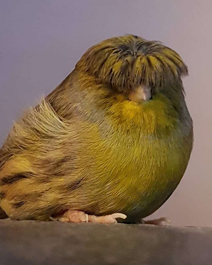 The Bird With A Bowl Feather Captured