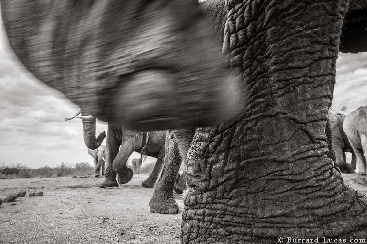 Land of Giants by Will Burrard-Lucas