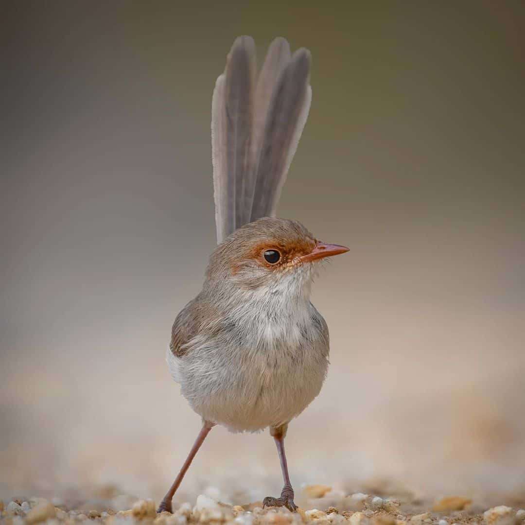 Australian Photographer Captures Beautiful Bird Portraits