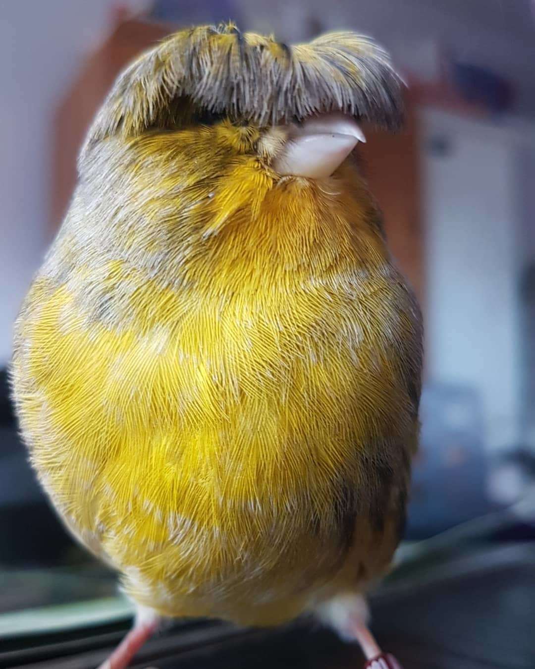 The Bird With A Bowl Feather Posing