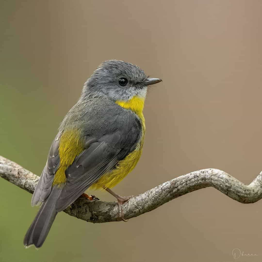 Australian Photographer Captures Beautiful Bird Portraits