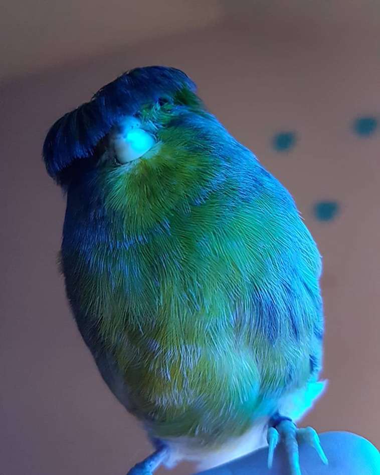 The Canary With A Bowl Feather Posing