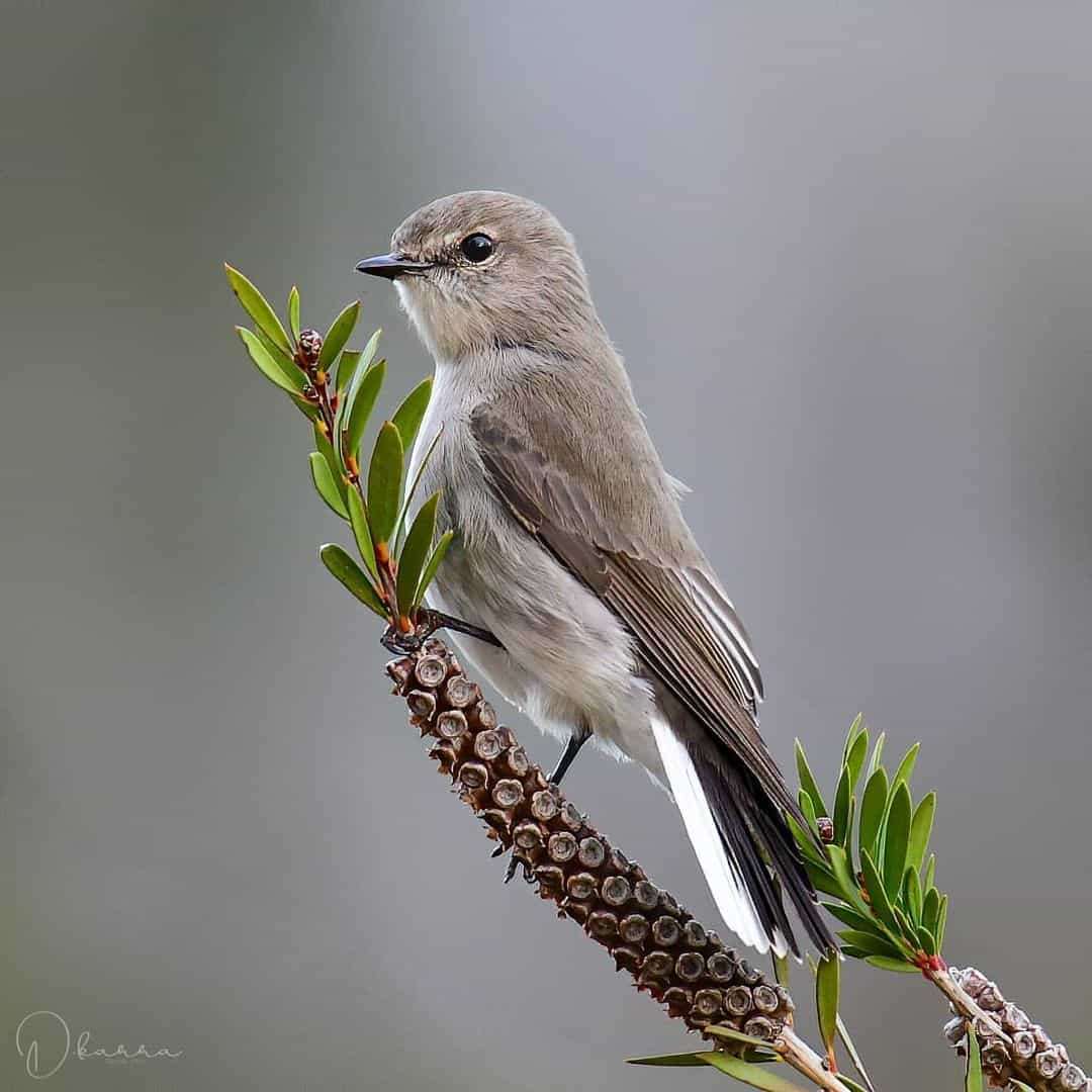 Australian Photographer Captures Beautiful Bird Portraits