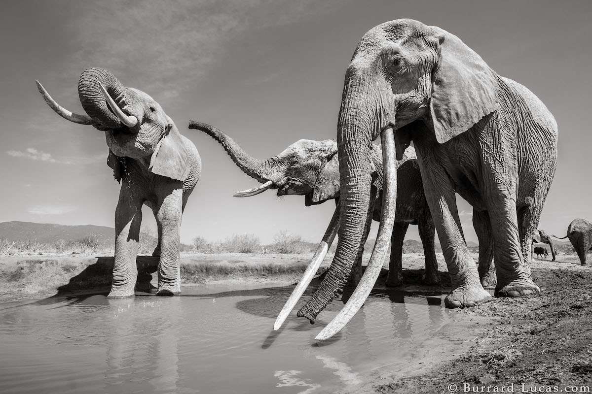 Photo of African Elephant by Will Burrard-Lucas