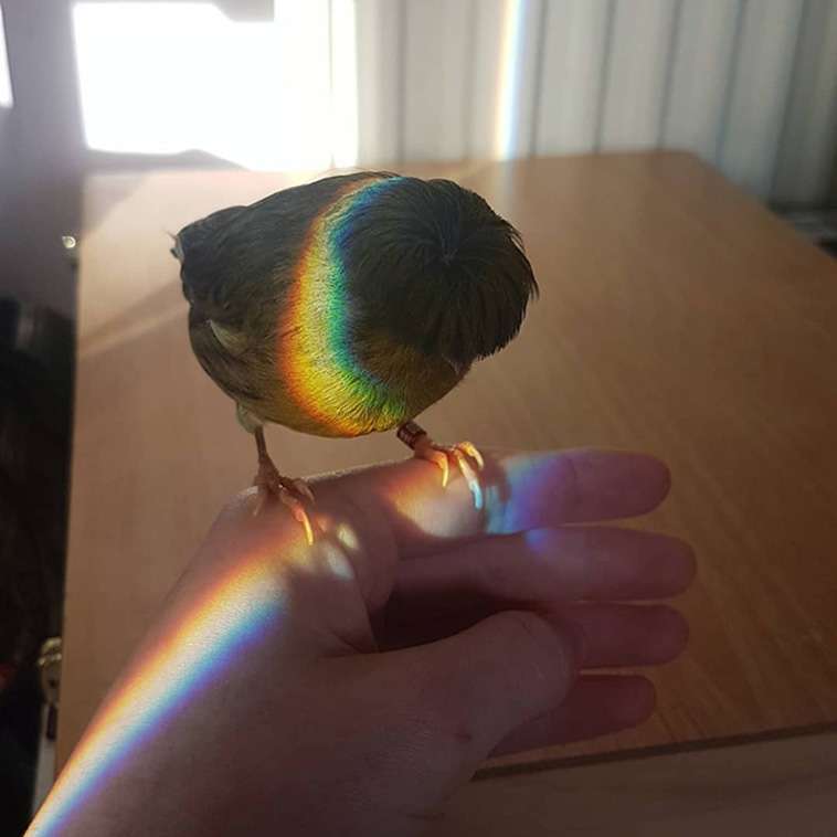 The Canary With A Bowl Feather Photographed