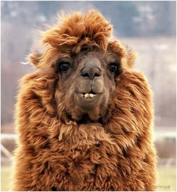 hilarious-alpaca-hairstyles-10