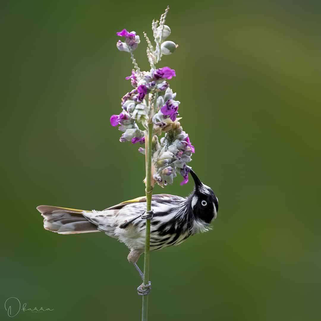 Australian Photographer Captures Beautiful Bird Portraits