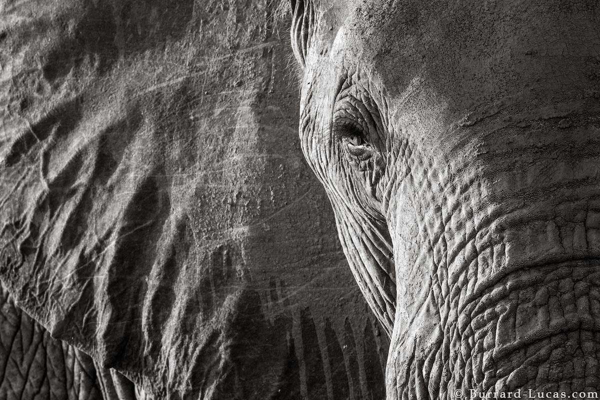 Photo of an Elephant Head