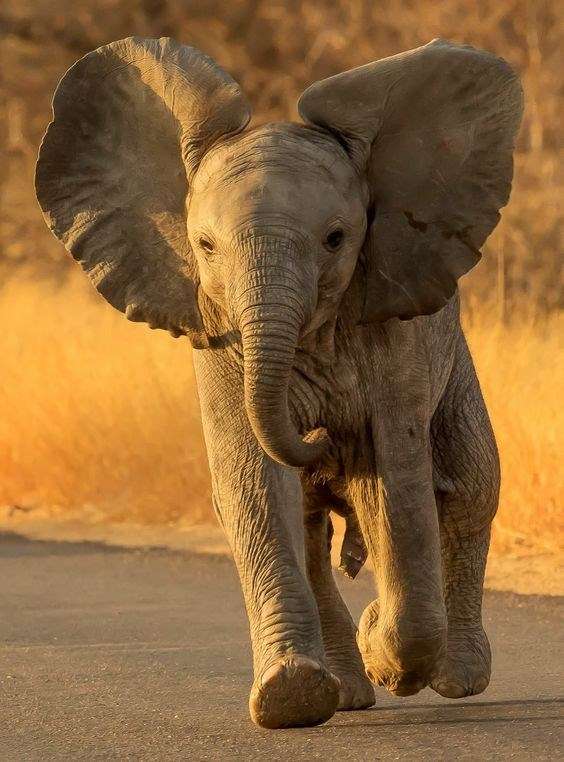 Elephant