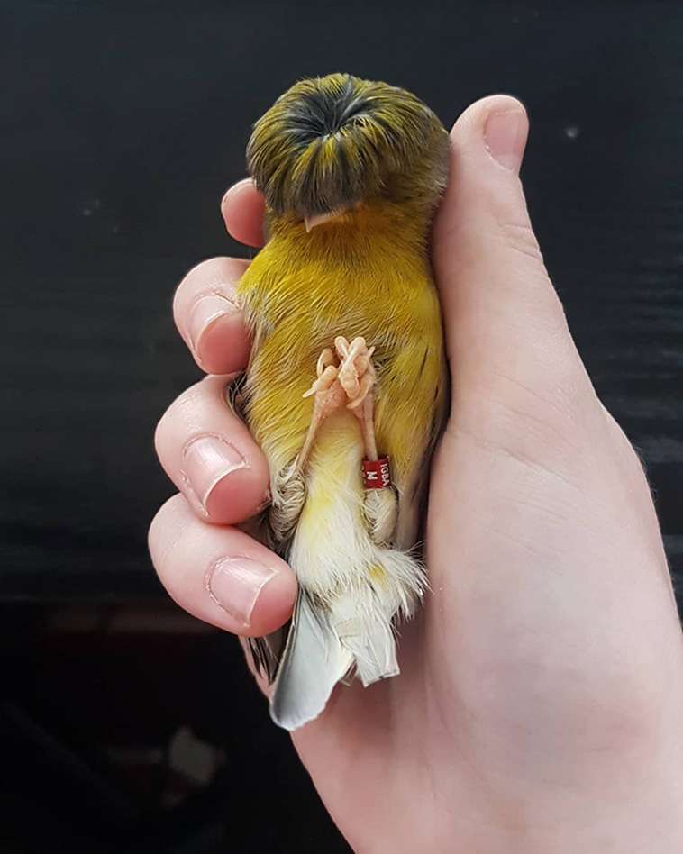 The Canary With A Bowl Feather Sleeping