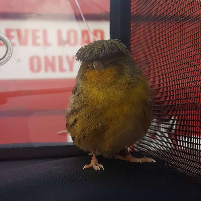 The Canary With A Bowl Feather Posing