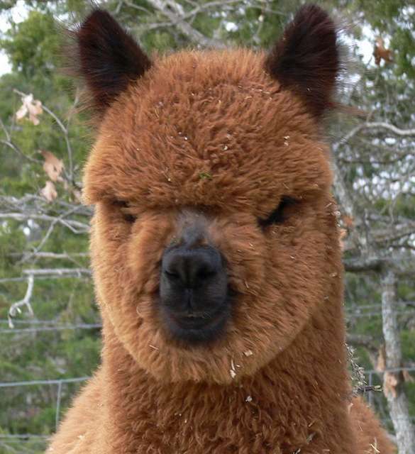 hilarious-alpaca-hairstyles-14