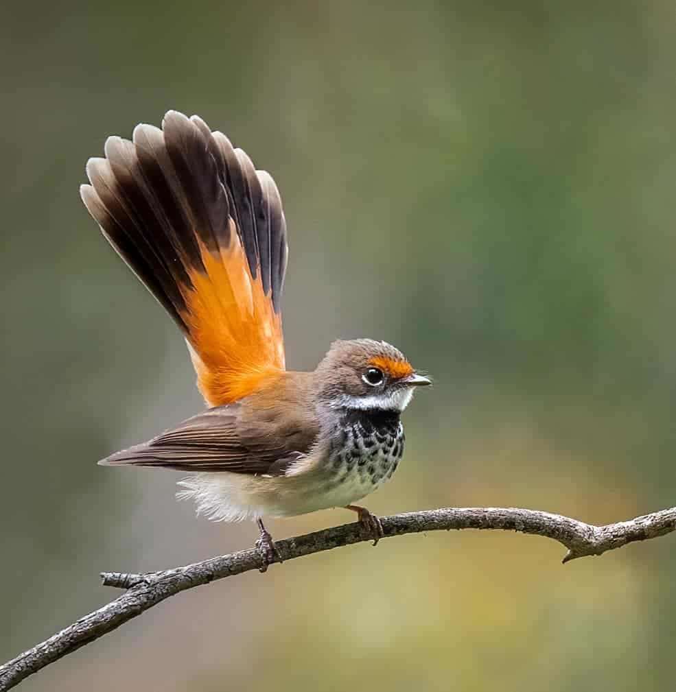 Australian Photographer Captures Beautiful Bird Portraits