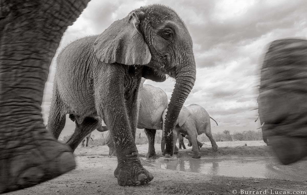 Photos of Elephants in the Wild