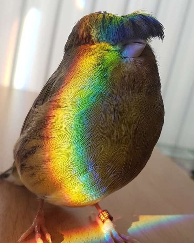 The Canary With A Bowl Feather Captured