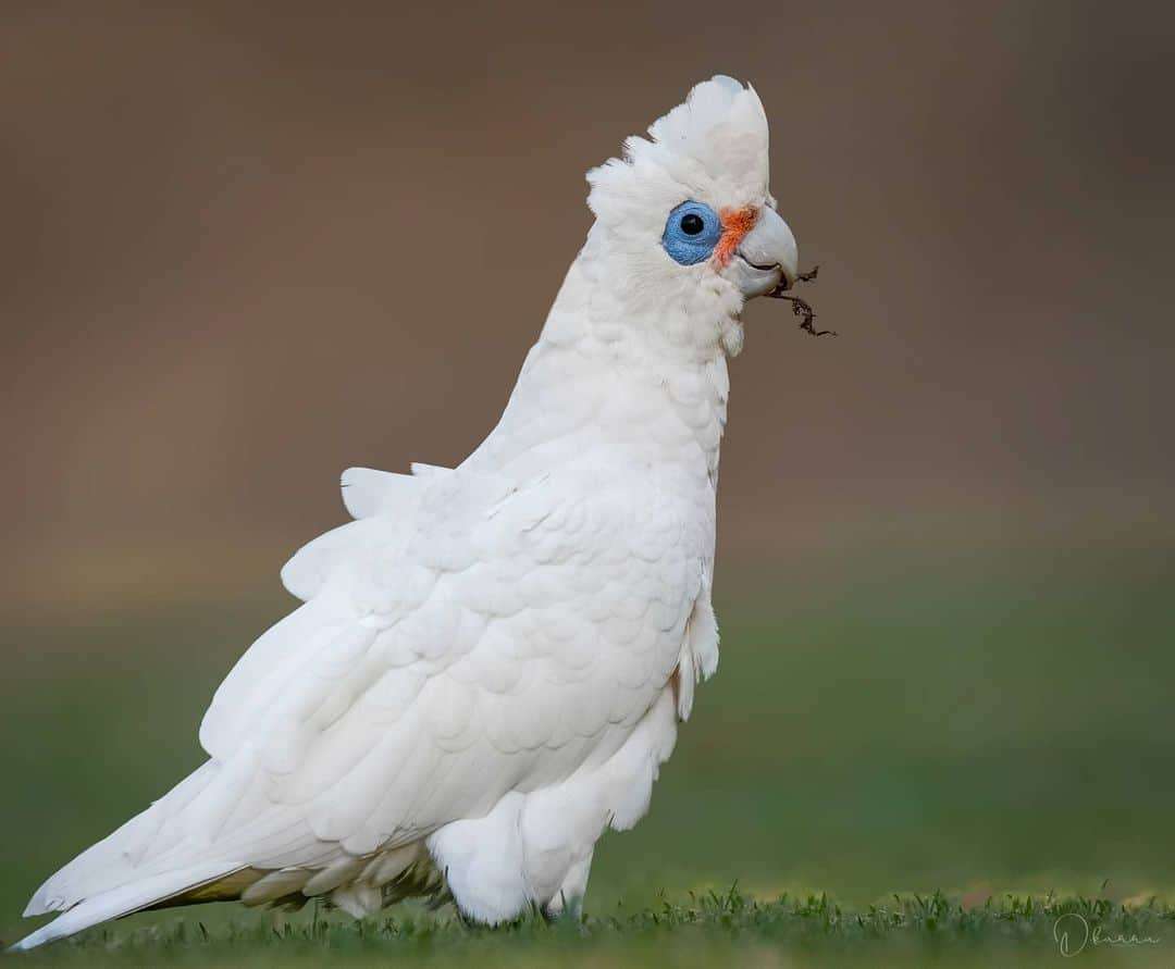 Australian Photographer Captures Beautiful Bird Portraits