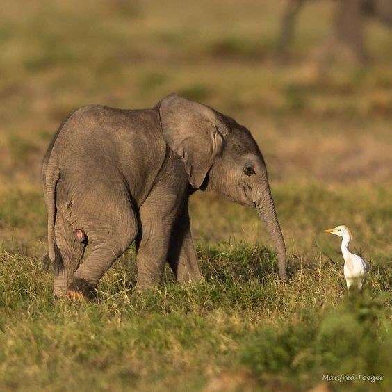 Elephant - Manfred Foeger