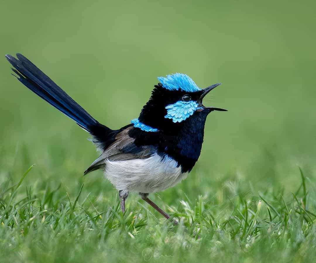 Australian Photographer Captures Beautiful Bird Portraits