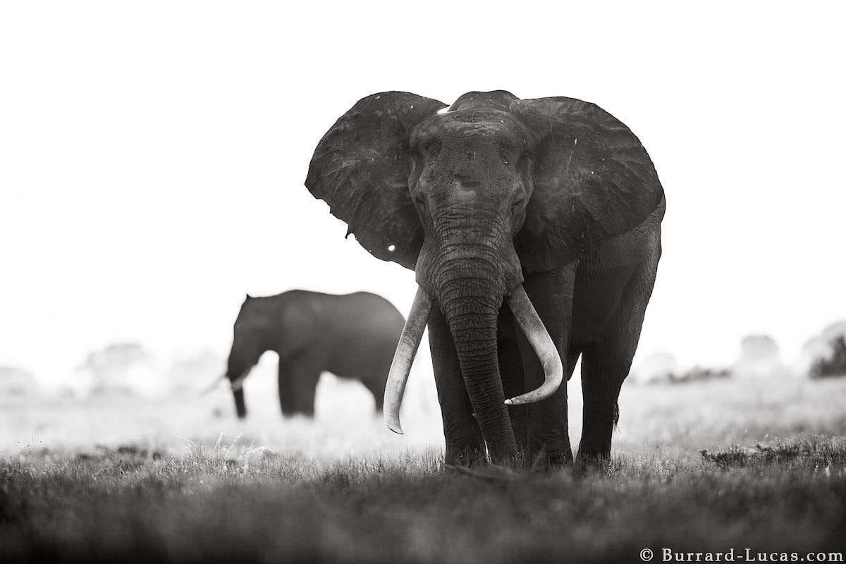 Photos of Elephants in the Wild