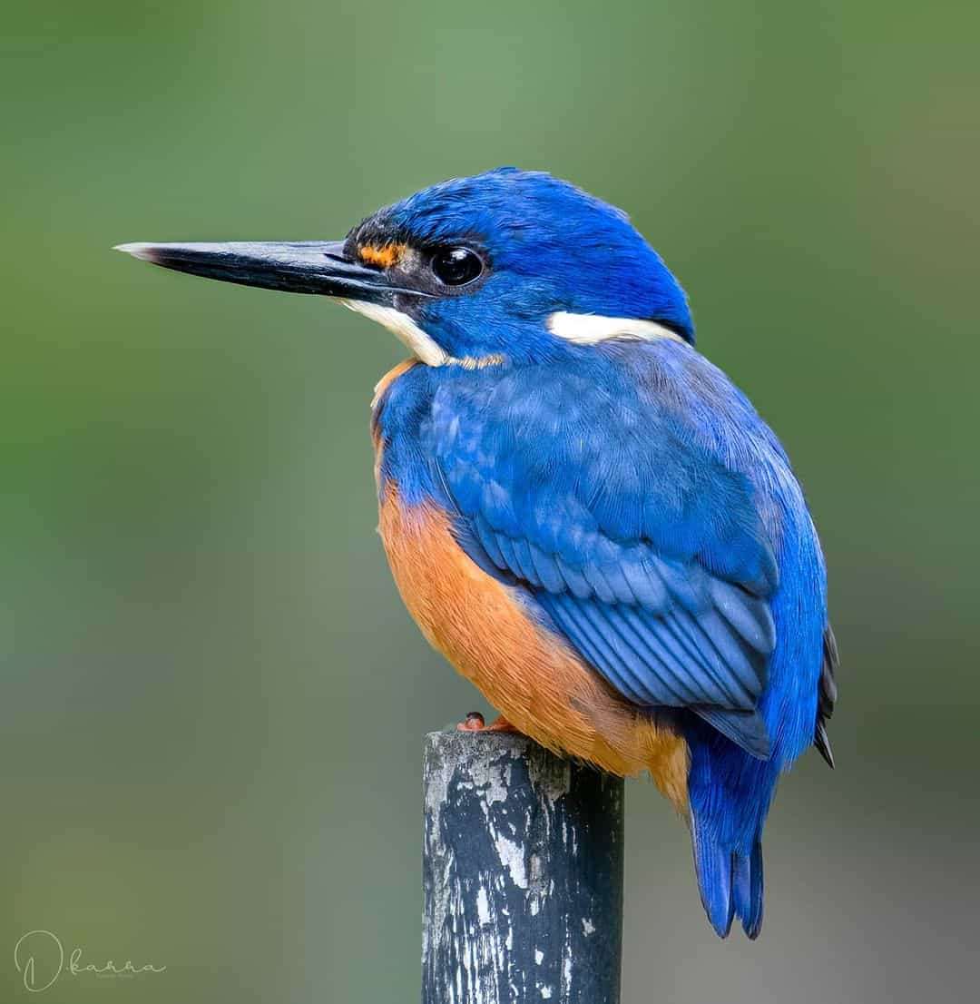 Australian Photographer Captures Beautiful Bird Portraits