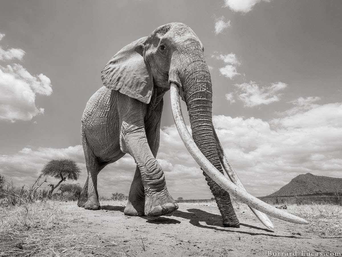 Photo of a Big Elephant by Will Burrard-Lucas