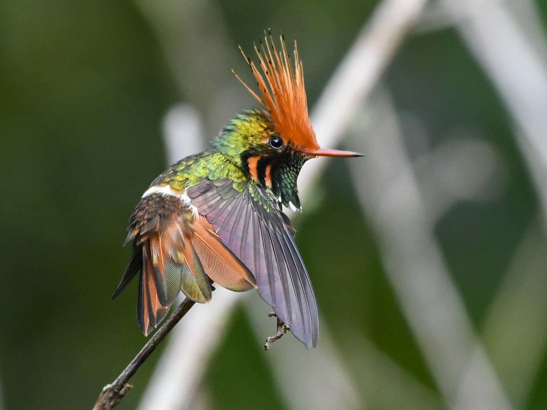 Rufous-crested Coquette - eBird