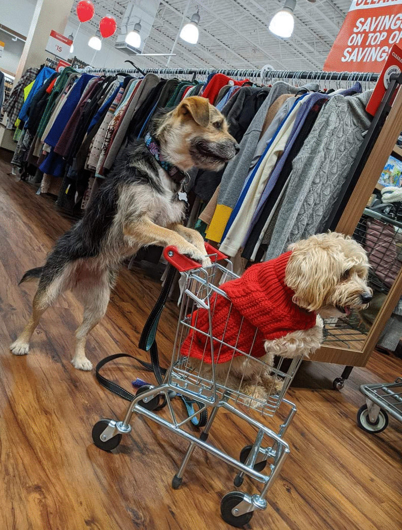 Dog Is Literally The Cutest Home Depot Employee Ever - The Dodo